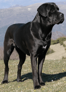 Will Cane Corso Hurt My Other Dog