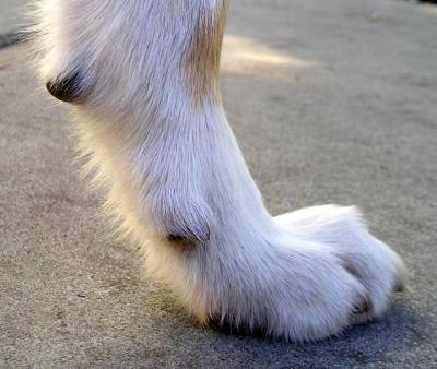 broken cracked dew claw dog broken cracked dew claw dog