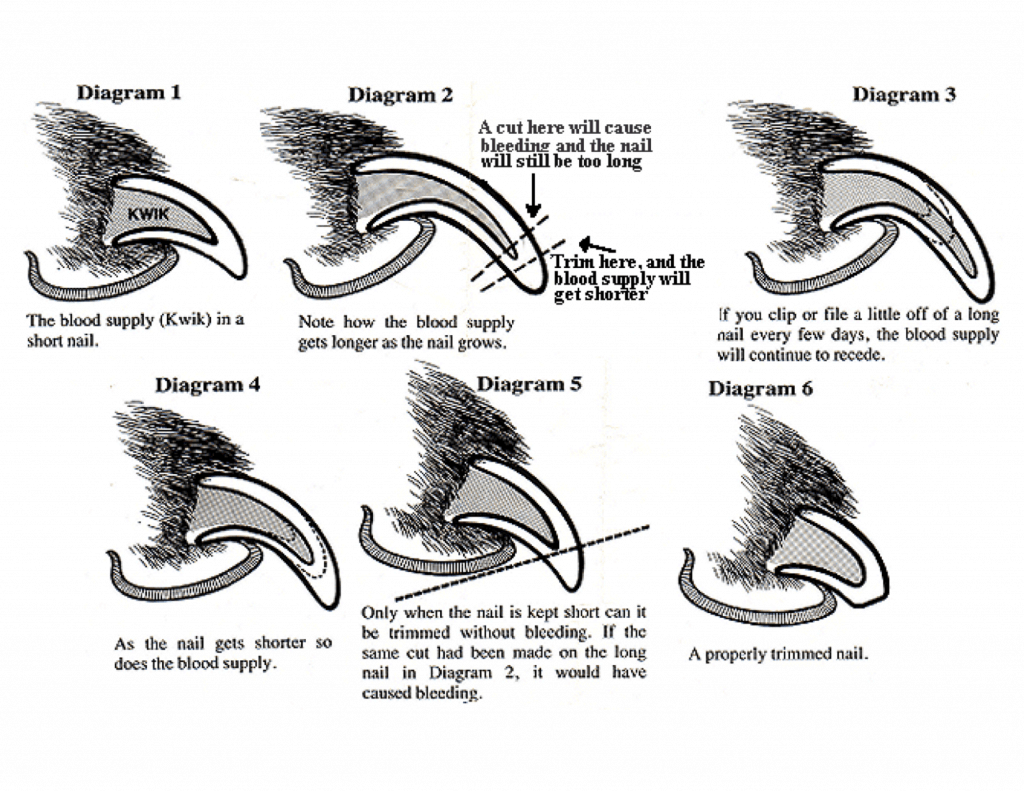 Diagram Where is the quick on a dog