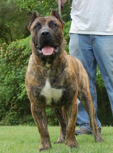 Presa Canario