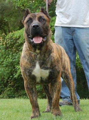 Cane Corso Training Dog Collar That Works Like Power Steering