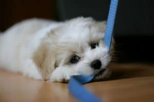 puppy mouthing, nipping, biting, jumping, leash chewing