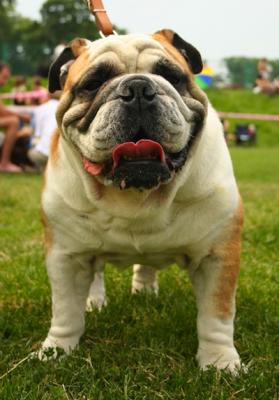 english bulldog kijiji