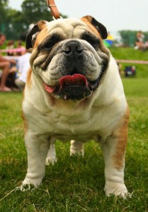 British_Bulldog British Bulldog as destroyed by breeders