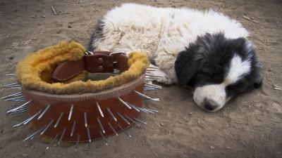 Livestock guardian dog spiked collar sale