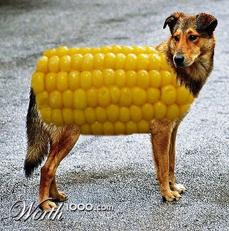 What About Corn in Dog Food and Other Starches? - ASK THE DOG GUY