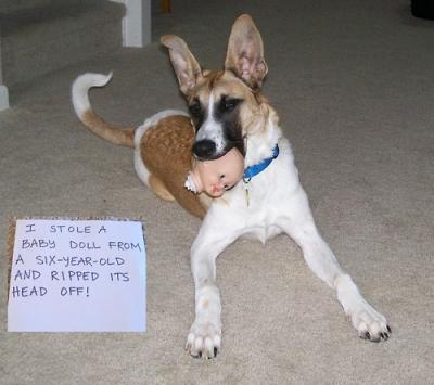 Prepare a Dog for a Baby with Baby Doll Not ASK THE DOG GUY