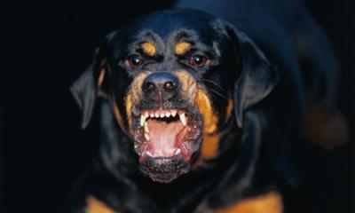 aggressive rottweiler