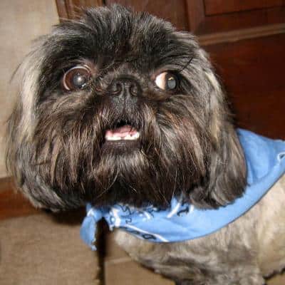 shih tzu aggressive behavior