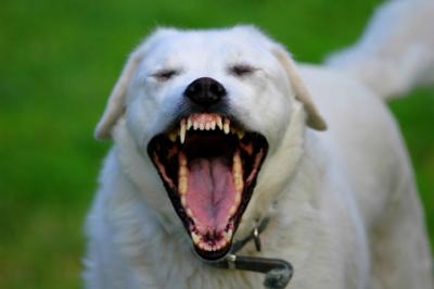 Aggressive Labrador Retriever