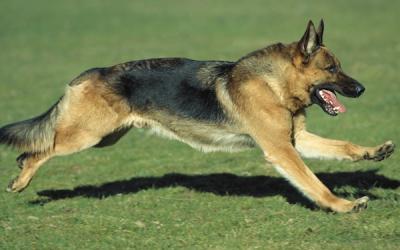 german shepherd running
