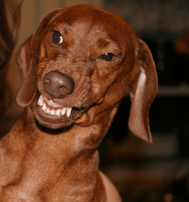 Dachshund aggressive shop