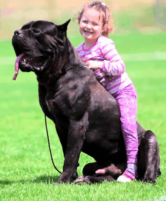 Cane Corso Right For Me Asks Woman With Small Children