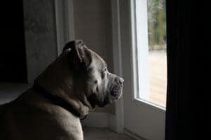 Italian Mastiff - Cane Corso