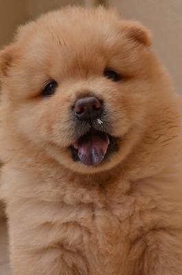 puppy chow chowchow face bites person dogs sleeping dog puppies pixabay pet