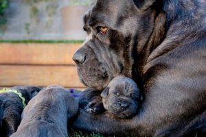 Cane Corso with Puppies
