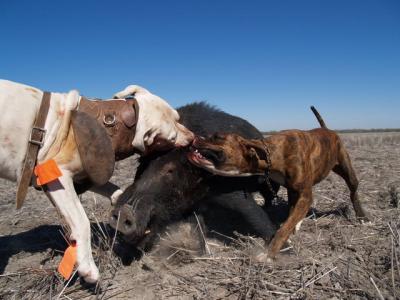 hunting with cane corso