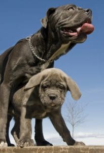 Cane Corso with Puppy