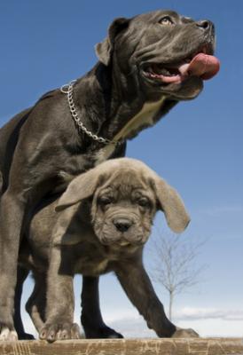 puppy kane dog