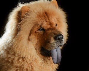chow chow aggressive breed