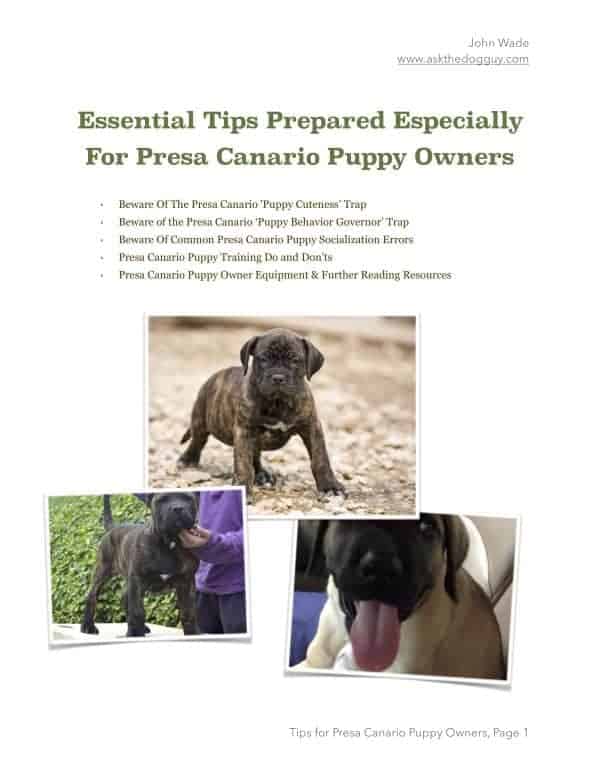 Presa Canario Tips