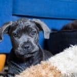 CaneCorsoPuppy3 cane corso cuteness trap