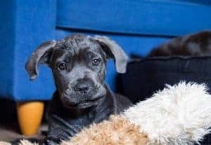 cane corso cuteness trap