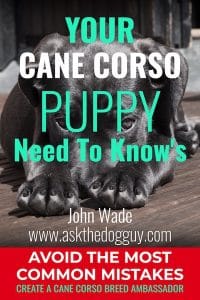 Cane Corso Puppy Need To Know