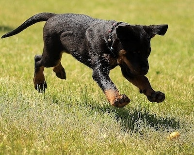 rottweiler