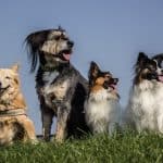 four-dogs Multiple Dogs In The Same Household - Aggression