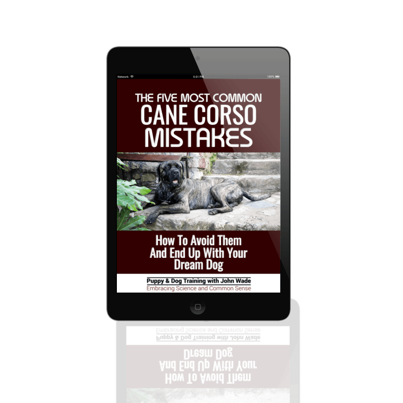 The Five Most Common Cane Corso Mistakes How To Avoid Them