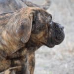 Cane Corso Side Cane Corso Aggression
