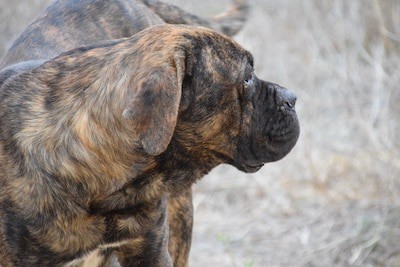 Aggression In A Maturing Cane Corso