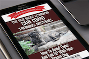 The Five Most Common Cane Corso Training Mistakes and How To Avoid Them And End Up With Your Dream Dog