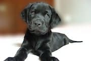 Ask The Dog Guy John Wade Labrador Puppy