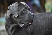 Cane Corso Ask The Dog Guy John Wade