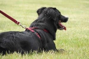 Dog In Harness