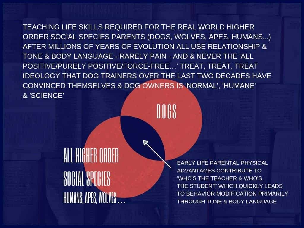 Dogs Venn Physical Advantage II