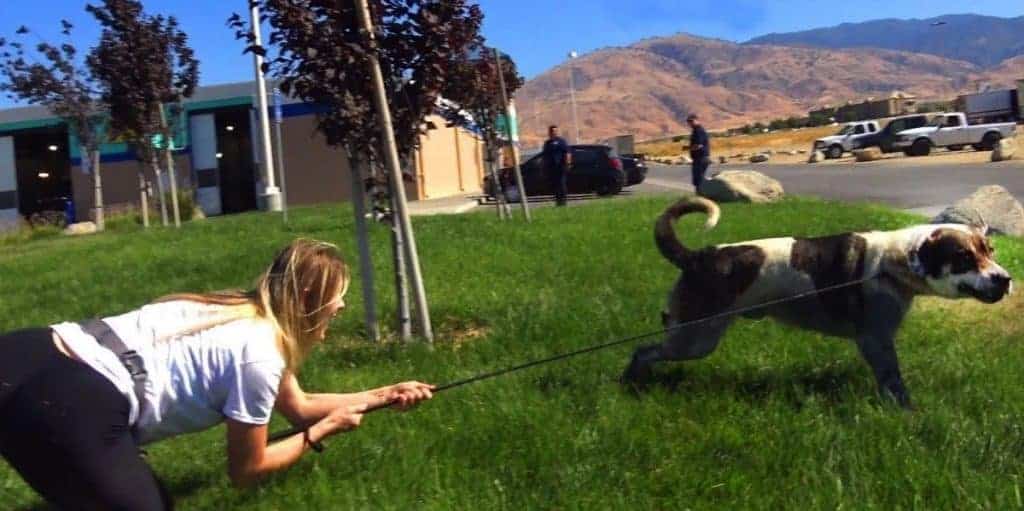 dragged by dog