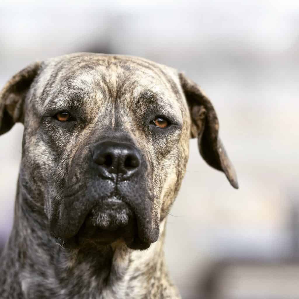 Albums 99+ Pictures cane corso pictures italian mastiffs Full HD, 2k, 4k