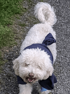Charlie The Bichon Frise (13 years old)