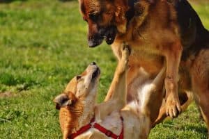 Dogs Fighting