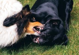 Dogs Fighting