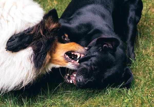 Dogs Fighting