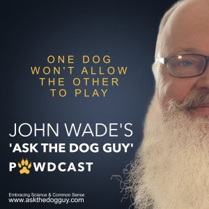 One Dog Won't Allow The Other Dog To Play With Other Dogs