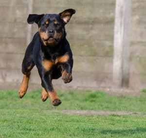 Rottweiler jumping