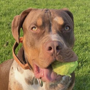 American Bulldog