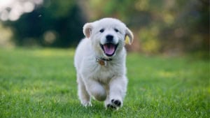 Happy puppy during early training and socialization