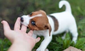 Puppy nipping at a person’s hand during play